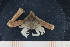  ( - UMBergen_MBOWA_brach31)  @13 [ ] CreativeCommons - Attribution Non-Commercial Share-Alike (2013) Natural History Collections, University of Bergen University of Bergen, Natural History Collections