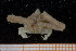  ( - UMBergen_MBOWA_brach35)  @13 [ ] CreativeCommons - Attribution Non-Commercial Share-Alike (2013) Natural History Collections, University of Bergen University of Bergen, Natural History Collections
