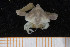  ( - UMBergen_MBOWA_brach36)  @13 [ ] CreativeCommons - Attribution Non-Commercial Share-Alike (2013) Natural History Collections, University of Bergen University of Bergen, Natural History Collections
