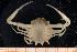  ( - UMBergen_MBOWA_brach52)  @11 [ ] CreativeCommons - Attribution Non-Commercial Share-Alike (2013) Natural History Collections, University of Bergen University of Bergen, Natural History Collections