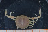  ( - UMBergen_MBOWA_brach53)  @11 [ ] CreativeCommons - Attribution Non-Commercial Share-Alike (2013) Natural History Collections, University of Bergen University of Bergen, Natural History Collections