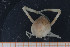  ( - UMBergen_MBOWA_brach55)  @13 [ ] CreativeCommons - Attribution Non-Commercial Share-Alike (2013) Natural History Collections, University of Bergen University of Bergen, Natural History Collections