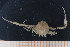  ( - UMBergen_MBOWA_brach56)  @11 [ ] CreativeCommons - Attribution Non-Commercial Share-Alike (2013) Natural History Collections, University of Bergen University of Bergen, Natural History Collections