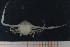  ( - UMBergen_MBOWA_brach56)  @11 [ ] CreativeCommons - Attribution Non-Commercial Share-Alike (2013) Natural History Collections, University of Bergen University of Bergen, Natural History Collections