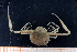  ( - UMBergen_MBOWA_brach57)  @11 [ ] CreativeCommons - Attribution Non-Commercial Share-Alike (2013) Natural History Collections, University of Bergen University of Bergen, Natural History Collections