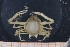  ( - UMBergen_MBOWA_brach59)  @14 [ ] CreativeCommons - Attribution Non-Commercial Share-Alike (2013) Natural History Collections, University of Bergen University of Bergen, Natural History Collections