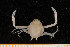  ( - UMBergen_MBOWA_brach60)  @11 [ ] CreativeCommons - Attribution Non-Commercial Share-Alike (2013) Natural History Collections, University of Bergen University of Bergen, Natural History Collections