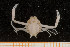  ( - UMBergen_MBOWA_brach60)  @11 [ ] CreativeCommons - Attribution Non-Commercial Share-Alike (2013) Natural History Collections, University of Bergen University of Bergen, Natural History Collections