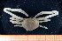  ( - UMBergen_MBOWA_brach61)  @11 [ ] CreativeCommons - Attribution Non-Commercial Share-Alike (2013) Natural History Collections, University of Bergen University of Bergen, Natural History Collections