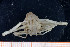  ( - UMBergen_MBOWA_brach61)  @11 [ ] CreativeCommons - Attribution Non-Commercial Share-Alike (2013) Natural History Collections, University of Bergen University of Bergen, Natural History Collections