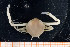  ( - UMBergen_MBOWA_brach62)  @11 [ ] CreativeCommons - Attribution Non-Commercial Share-Alike (2013) Natural History Collections, University of Bergen University of Bergen, Natural History Collections
