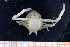  ( - UMBergen_MBOWA_brach62)  @11 [ ] CreativeCommons - Attribution Non-Commercial Share-Alike (2013) Natural History Collections, University of Bergen University of Bergen, Natural History Collections