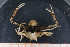  ( - UMBergen_MBOWA_brach63)  @11 [ ] CreativeCommons - Attribution Non-Commercial Share-Alike (2013) Natural History Collections, University of Bergen University of Bergen, Natural History Collections