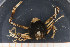  ( - UMBergen_MBOWA_brach64)  @11 [ ] CreativeCommons - Attribution Non-Commercial Share-Alike (2013) Natural History Collections, University of Bergen University of Bergen, Natural History Collections