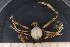  ( - UMBergen_MBOWA_brach64)  @11 [ ] CreativeCommons - Attribution Non-Commercial Share-Alike (2013) Natural History Collections, University of Bergen University of Bergen, Natural History Collections
