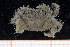  ( - UMBergen_MBOWA_brach73)  @14 [ ] CreativeCommons - Attribution Non-Commercial Share-Alike (2013) Natural History Collections, University of Bergen University of Bergen, Natural History Collections
