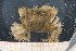  ( - UMBergen_MBOWA_brach74)  @13 [ ] CreativeCommons - Attribution Non-Commercial Share-Alike (2013) Natural History Collections, University of Bergen University of Bergen, Natural History Collections