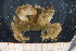  ( - UMBergen_MBOWA_brach74)  @12 [ ] CreativeCommons - Attribution Non-Commercial Share-Alike (2013) Natural History Collections, University of Bergen University of Bergen, Natural History Collections