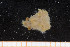  ( - UMBergen_MBOWA_brach89)  @11 [ ] CreativeCommons - Attribution Non-Commercial Share-Alike (2013) Natural History Collections, University of Bergen University of Bergen, Natural History Collections