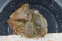  ( - UMBergen_MBOWA_brach98)  @13 [ ] CreativeCommons - Attribution Non-Commercial Share-Alike (2013) Natural History Collections, University of Bergen University of Bergen, Natural History Collections