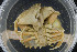 ( - UMBergen_MBOWA_brach99)  @14 [ ] CreativeCommons - Attribution Non-Commercial Share-Alike (2013) Natural History Collections, University of Bergen University of Bergen, Natural History Collections