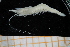  ( - UMBergen_MBOWA_shrimp31)  @11 [ ] CreativeCommons - Attribution Non-Commercial Share-Alike (2013) Unspecified University of Bergen, Natural History Collections