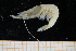  ( - UMBergen_MBOWA_shrimp32)  @11 [ ] CreativeCommons - Attribution Non-Commercial Share-Alike (2013) Unspecified University of Bergen, Natural History Collections