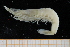  ( - UMBergen_MBOWA_shrimp33)  @11 [ ] CreativeCommons - Attribution Non-Commercial Share-Alike (2013) Unspecified University of Bergen, Natural History Collections