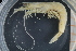  ( - UMBergen_MBOWA_shrimp36)  @13 [ ] CreativeCommons - Attribution Non-Commercial Share-Alike (2013) Unspecified University of Bergen, Natural History Collections
