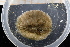  ( - UMBergen_MBOWA_miwa117)  @12 [ ] CreativeCommons - Attribution Non-Commercial Share-Alike (2013) Unspecified University of Bergen, Natural History Collections