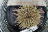  ( - UMBergen_MBOWA_miwa130)  @13 [ ] CreativeCommons - Attribution Non-Commercial Share-Alike (2013) Unspecified University of Bergen, Natural History Collections