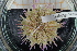  ( - UMBergen_MBOWA_miwa131)  @13 [ ] CreativeCommons - Attribution Non-Commercial Share-Alike (2013) Unspecified University of Bergen, Natural History Collections