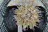  ( - UMBergen_MBOWA_miwa131)  @13 [ ] CreativeCommons - Attribution Non-Commercial Share-Alike (2013) Unspecified University of Bergen, Natural History Collections