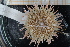  ( - UMBergen_MBOWA_miwa132)  @13 [ ] CreativeCommons - Attribution Non-Commercial Share-Alike (2013) Unspecified University of Bergen, Natural History Collections