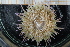  ( - UMBergen_MBOWA_miwa133)  @13 [ ] CreativeCommons - Attribution Non-Commercial Share-Alike (2013) Unspecified University of Bergen, Natural History Collections