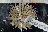  ( - UMBergen_MBOWA_miwa134)  @13 [ ] CreativeCommons - Attribution Non-Commercial Share-Alike (2013) Unspecified University of Bergen, Natural History Collections