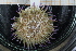  ( - UMBergen_MBOWA_miwa134)  @13 [ ] CreativeCommons - Attribution Non-Commercial Share-Alike (2013) Unspecified University of Bergen, Natural History Collections