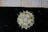 ( - UMBergen_MBOWA_miwa136)  @11 [ ] CreativeCommons - Attribution Non-Commercial Share-Alike (2013) Unspecified University of Bergen, Natural History Collections