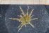  ( - UMBergen_MBOWA_miwa149)  @12 [ ] CreativeCommons - Attribution Non-Commercial Share-Alike (2013) Unspecified University of Bergen, Natural History Collections