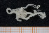  ( - UMBergen_MBOWA_ophiu47)  @13 [ ] CreativeCommons - Attribution Non-Commercial Share-Alike (2013) Natural History Collections, University of Bergen University of Bergen, Natural History Collections
