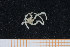  ( - UMBergen_MBOWA_ophiu56)  @12 [ ] CreativeCommons - Attribution Non-Commercial Share-Alike (2013) Natural History Collections, University of Bergen University of Bergen, Natural History Collections