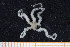  ( - UMBergen_MBOWA_ophiu57)  @11 [ ] CreativeCommons - Attribution Non-Commercial Share-Alike (2013) Natural History Collections, University of Bergen University of Bergen, Natural History Collections