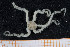 ( - UMBergen_MBOWA_ophiu58)  @11 [ ] CreativeCommons - Attribution Non-Commercial Share-Alike (2013) Natural History Collections, University of Bergen University of Bergen, Natural History Collections