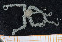  ( - UMBergen_MBOWA_ophiu58)  @11 [ ] CreativeCommons - Attribution Non-Commercial Share-Alike (2013) Natural History Collections, University of Bergen University of Bergen, Natural History Collections