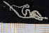  ( - UMBergen_MBOWA_ophiu59)  @13 [ ] CreativeCommons - Attribution Non-Commercial Share-Alike (2013) Natural History Collections, University of Bergen University of Bergen, Natural History Collections