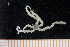  ( - UMBergen_MBOWA_ophiu60)  @12 [ ] CreativeCommons - Attribution Non-Commercial Share-Alike (2013) Natural History Collections, University of Bergen University of Bergen, Natural History Collections