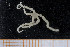  ( - UMBergen_MBOWA_ophiu60)  @13 [ ] CreativeCommons - Attribution Non-Commercial Share-Alike (2013) Natural History Collections, University of Bergen University of Bergen, Natural History Collections