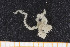  ( - UMBergen_MBOWA_ophiu78)  @12 [ ] CreativeCommons - Attribution Non-Commercial Share-Alike (2013) Natural History Collections, University of Bergen University of Bergen, Natural History Collections