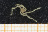  ( - UMBergen_MBOWA_ophiu79)  @11 [ ] CreativeCommons - Attribution Non-Commercial Share-Alike (2013) Natural History Collections, University of Bergen University of Bergen, Natural History Collections