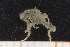  (Ophiactis lymani - UMBergen_MBOWA_ophiu83)  @12 [ ] CreativeCommons - Attribution Non-Commercial Share-Alike (2013) Natural History Collections, University of Bergen University of Bergen, Natural History Collections